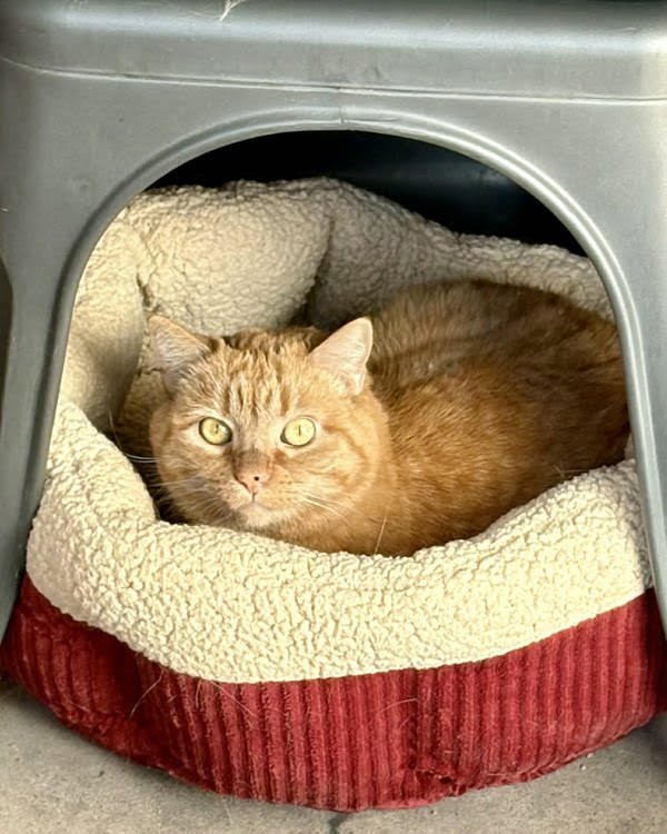 BUTTERNUT 307852 - Domestic Short Hair available for adoption