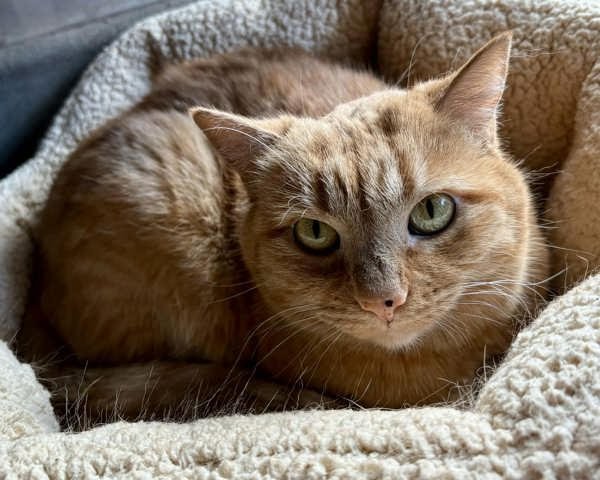 Butternut 307852 - Photo 3