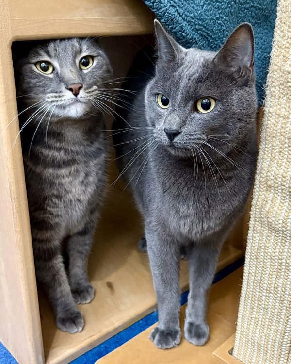 POLO 273310 AND SONIC A273311 - Domestic Short Hair available for adoption