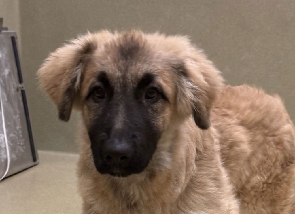 CESZAR 51719 - Anatolian Shepherd available for adoption