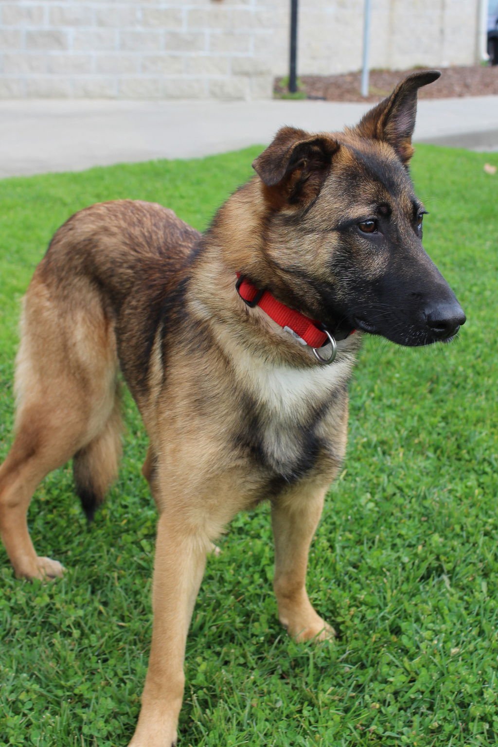 VALIENT 51598 - Belgian Shepherd Malinois available for adoption
