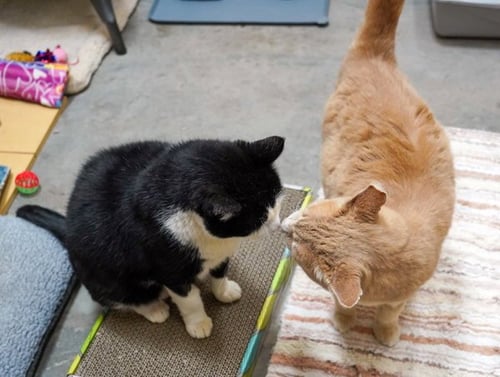 ACE 307197 & KING 307198 - Domestic Short Hair for adoption in Vallejo