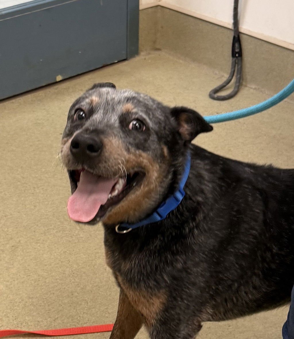 OPIE 51692 - Australian Cattle Dog/Blue Heeler available for adoption