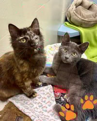 Beanie Baby 307669 and Silverstine 307230 - Photo 1