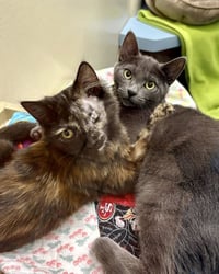 Beanie Baby 307669 and Silverstine 307230 - Photo 2