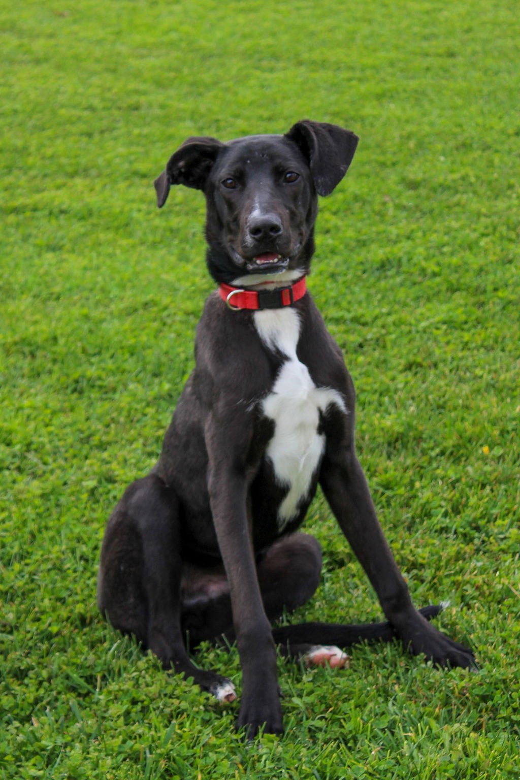 COOPER 51186 - Shepherd available for adoption