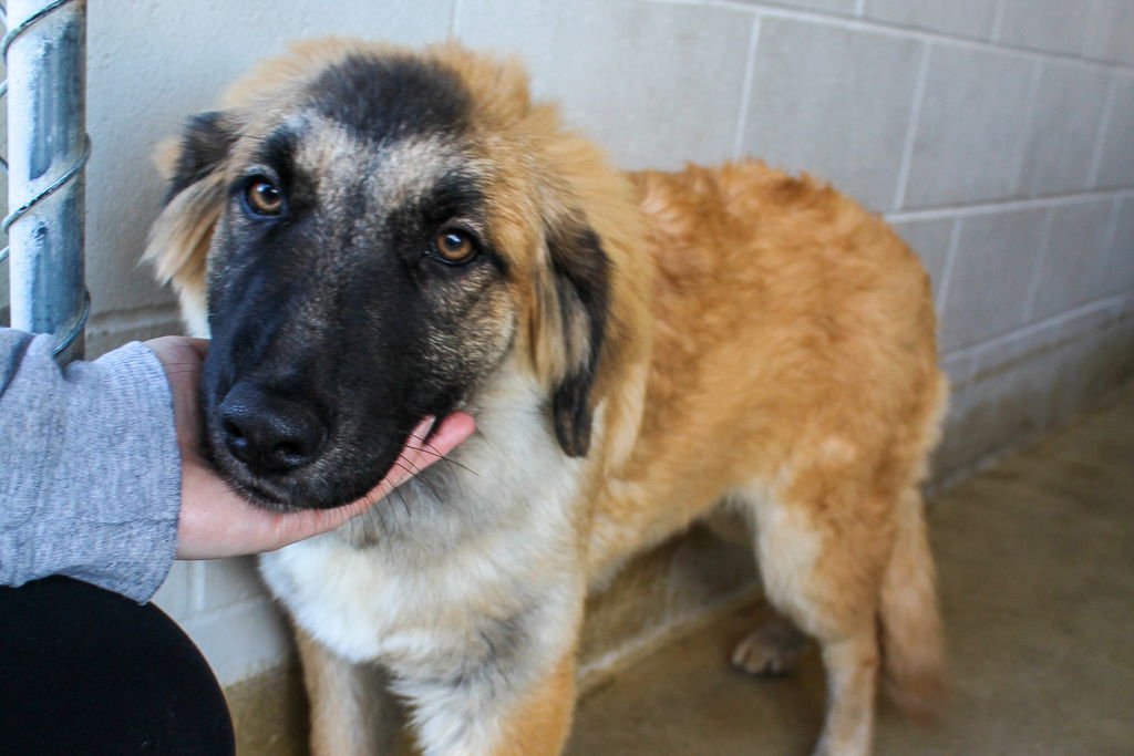 ALINA 51721 - Anatolian Shepherd available for adoption