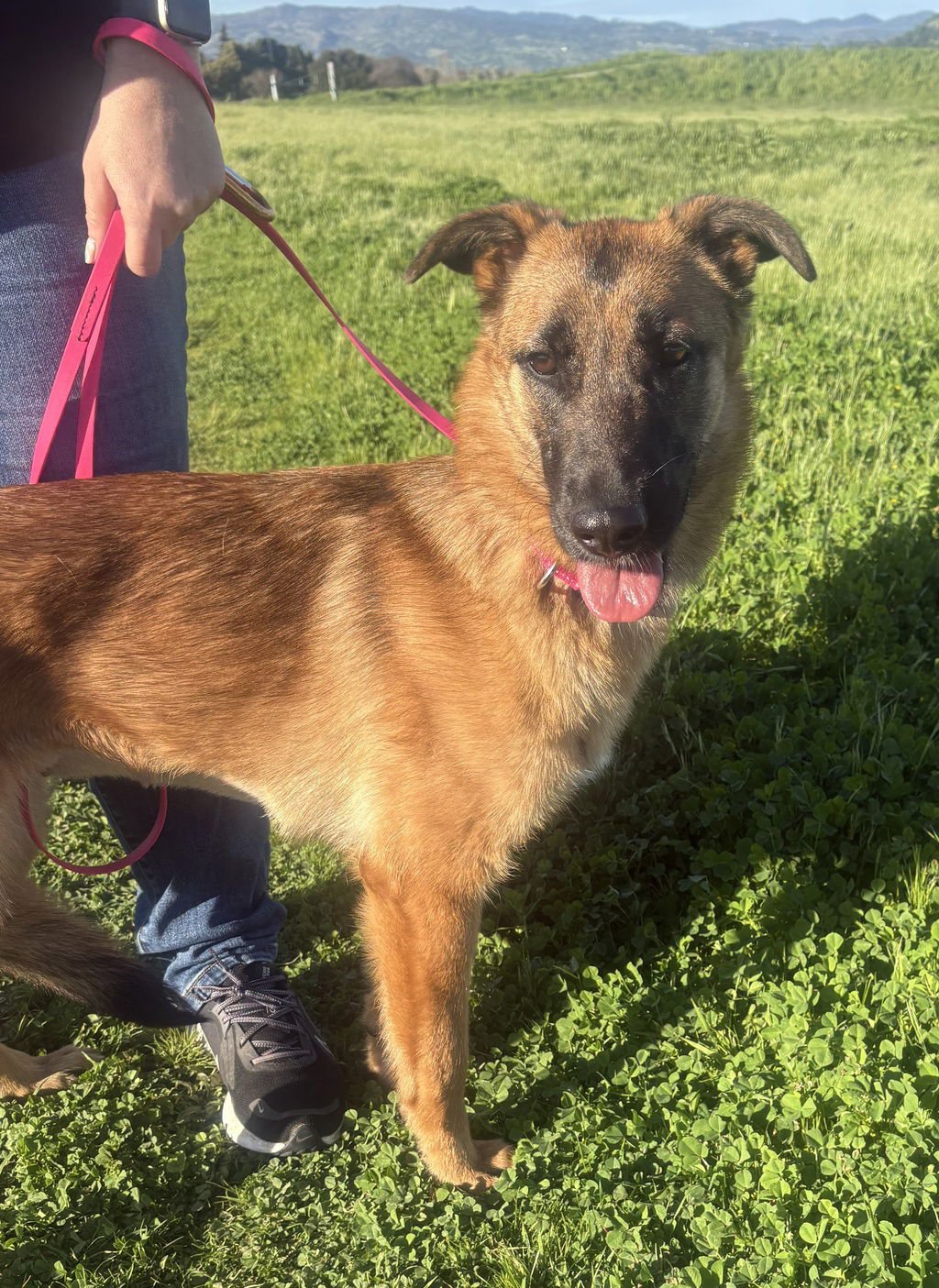 PRAIRIE 51599 - Belgian Shepherd Malinois available for adoption
