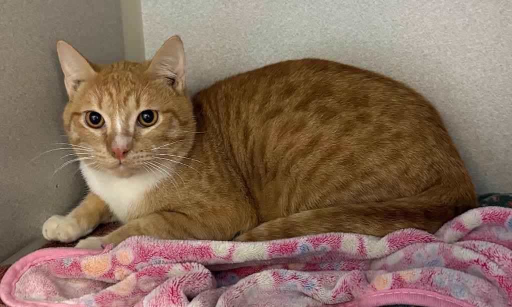 PHILIP 50221 - Domestic Short Hair available for adoption