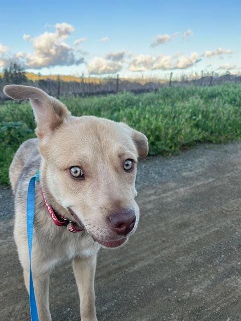 TANNER A439025 - Australian Cattle Dog/Blue Heeler for adoption in Santa Rosa
