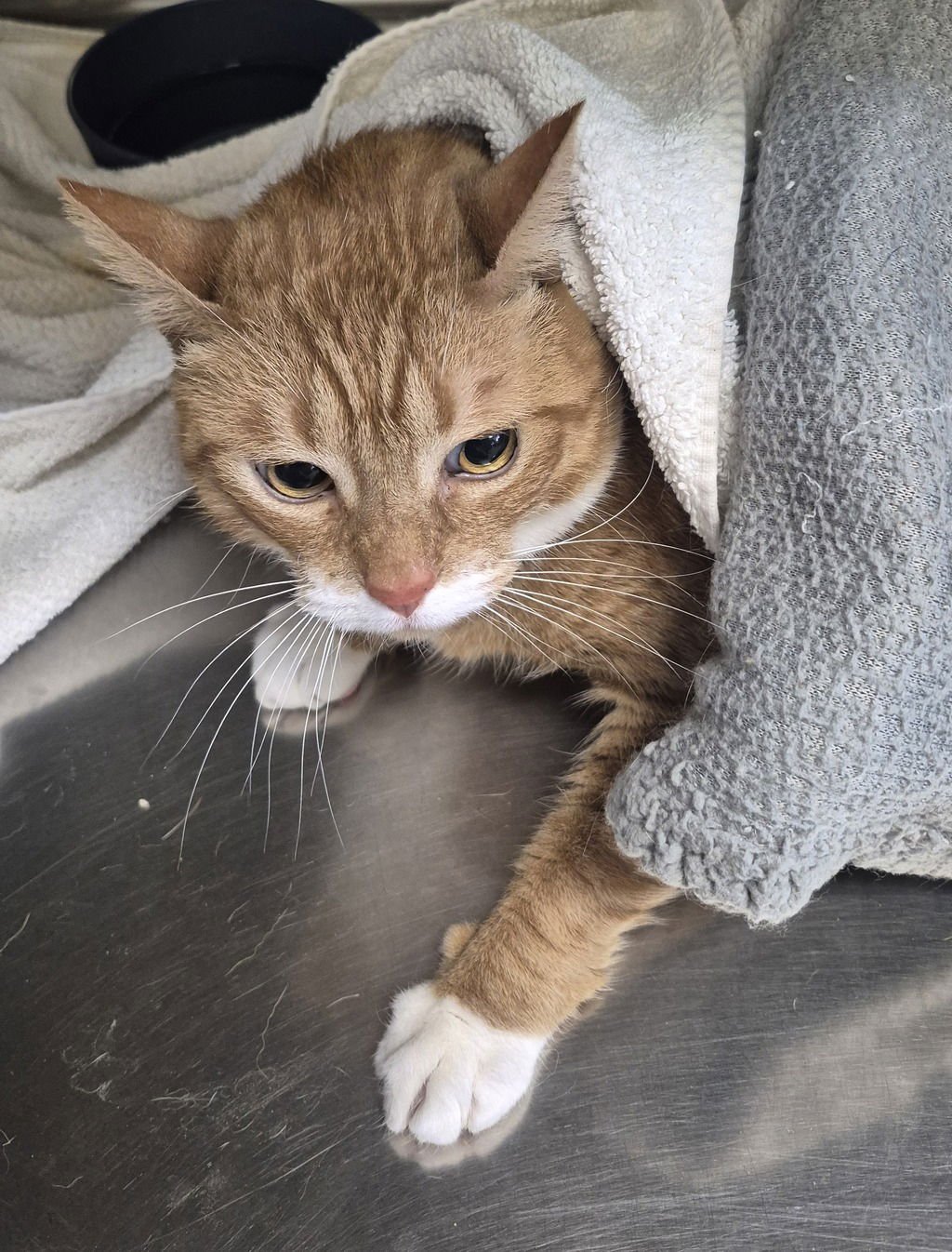 DELILAH 51934 - Domestic Short Hair available for adoption