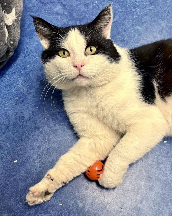 LARRY 308464 - Domestic Short Hair available for adoption