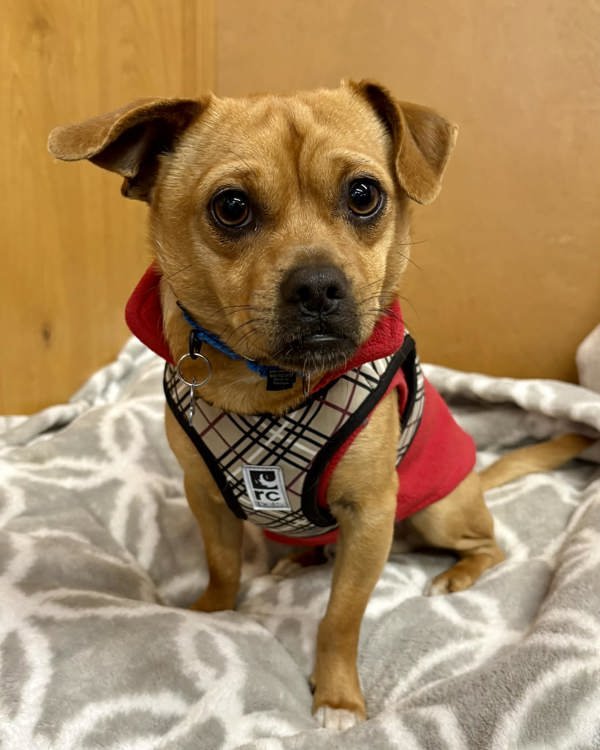 ROCKY 298842 - Pug / Chihuahua available for adoption