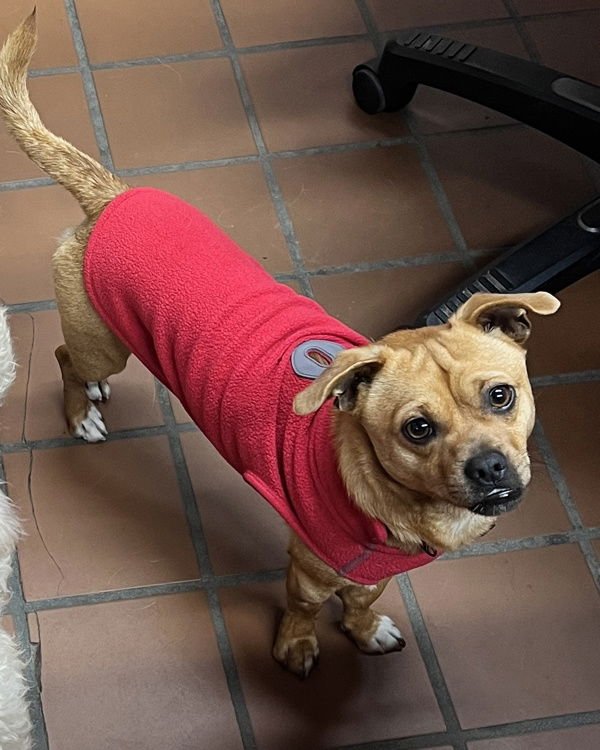 ROCKY 298842 - Pug / Chihuahua available for adoption