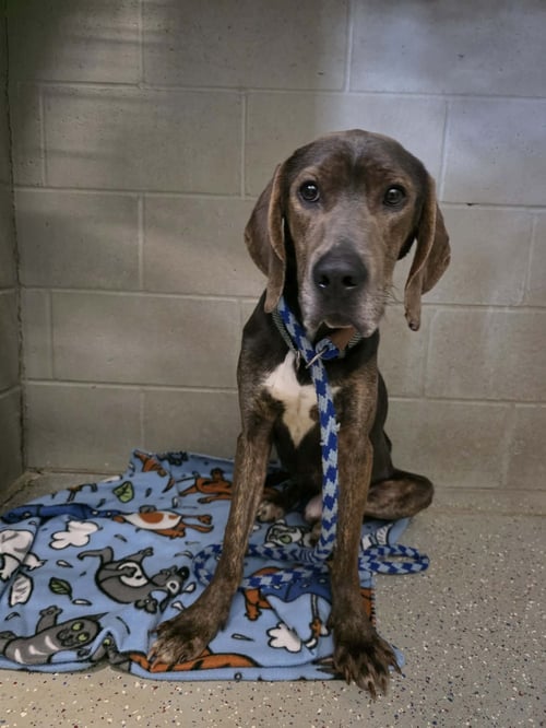 THEO - Hound available for adoption