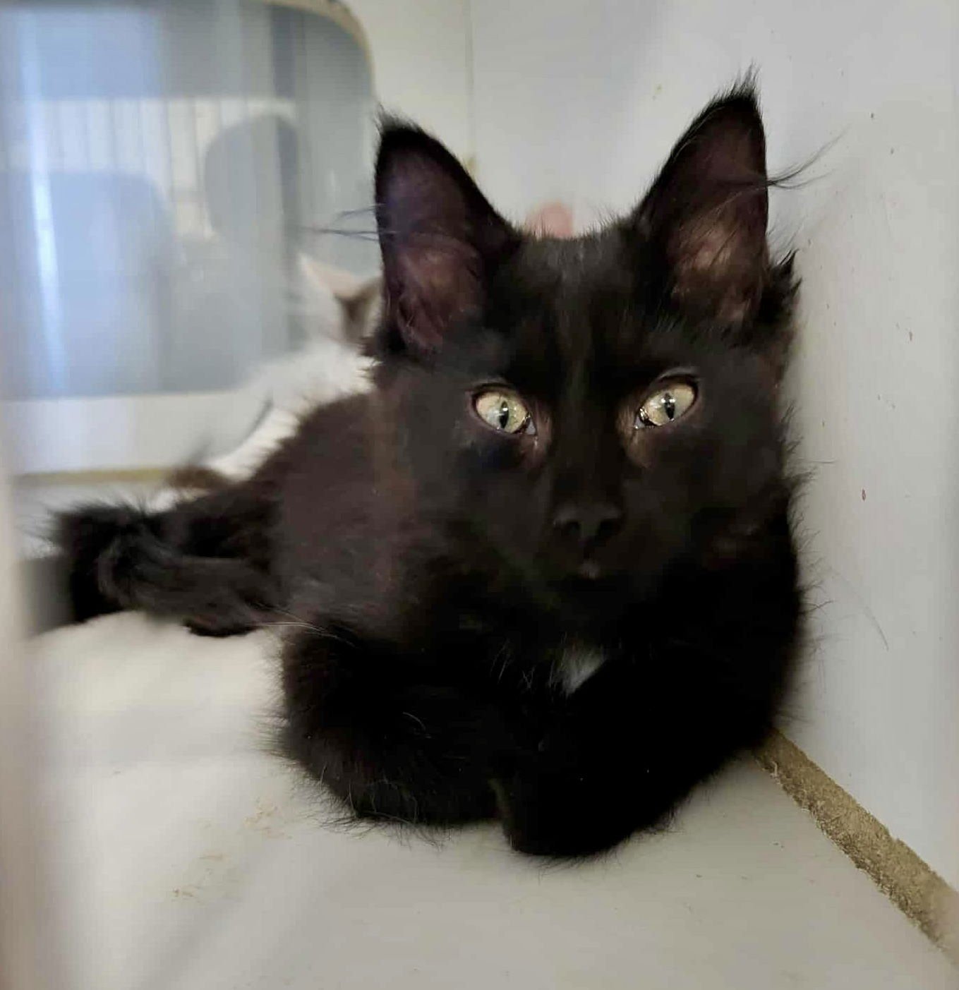 JUNO - Domestic Long Hair available for adoption