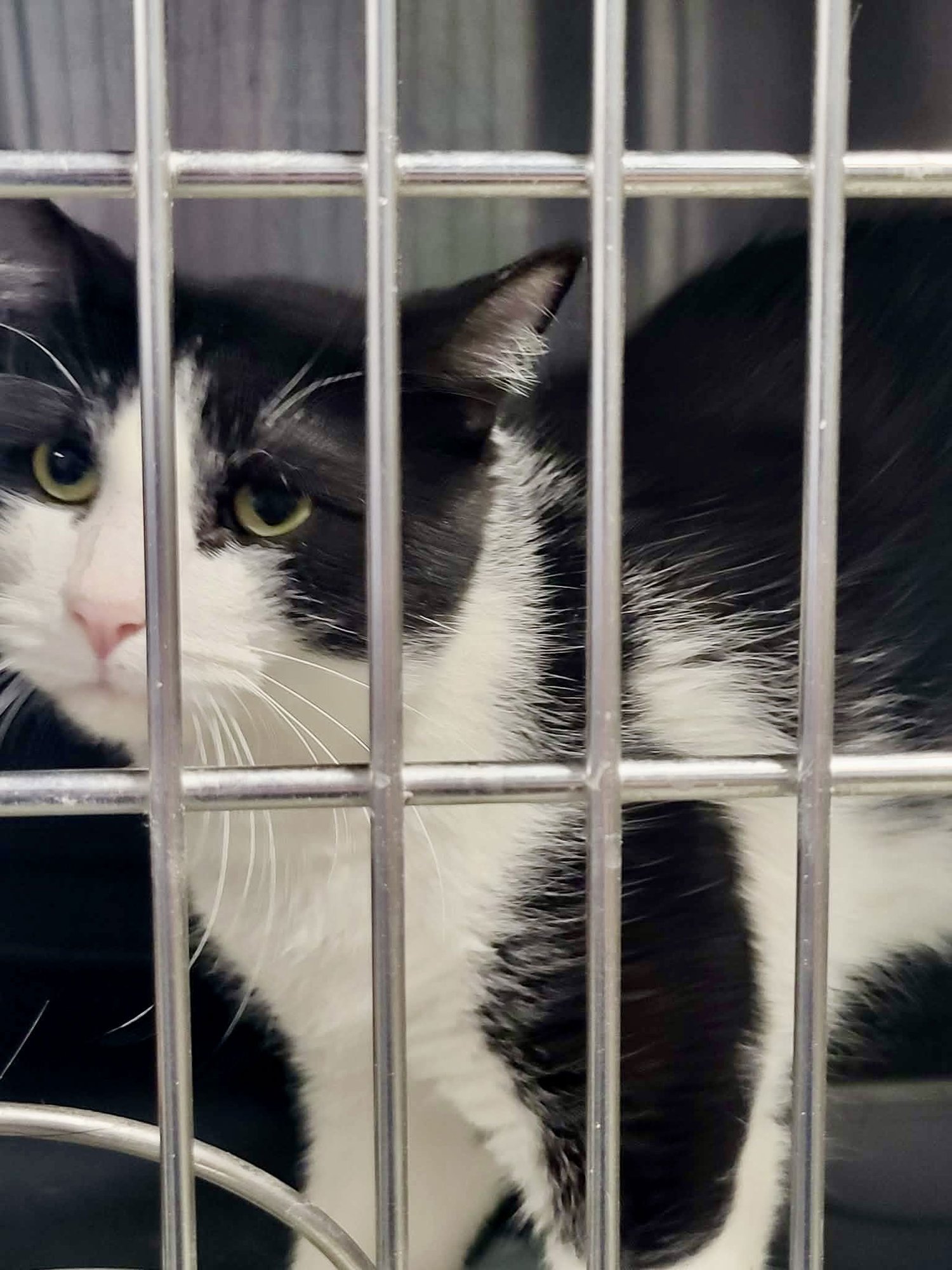 MAXIM - Domestic Short Hair available for adoption