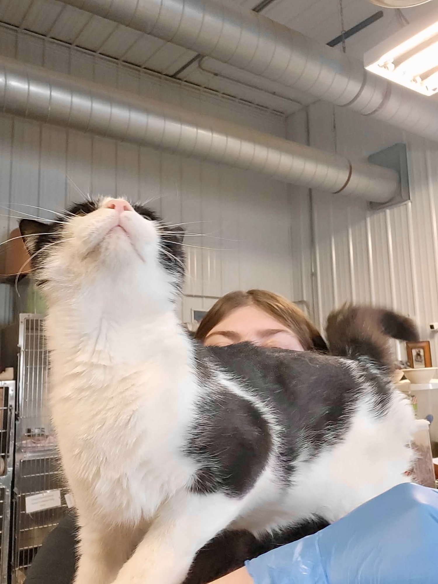 MAXIM - Domestic Short Hair available for adoption