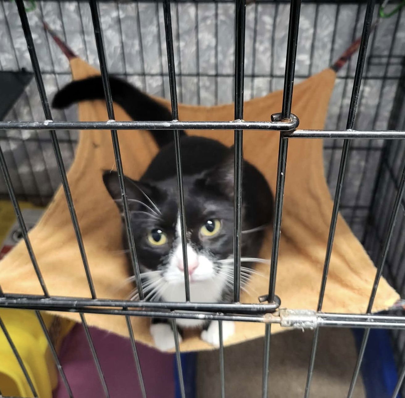 MERRY - Domestic Short Hair available for adoption