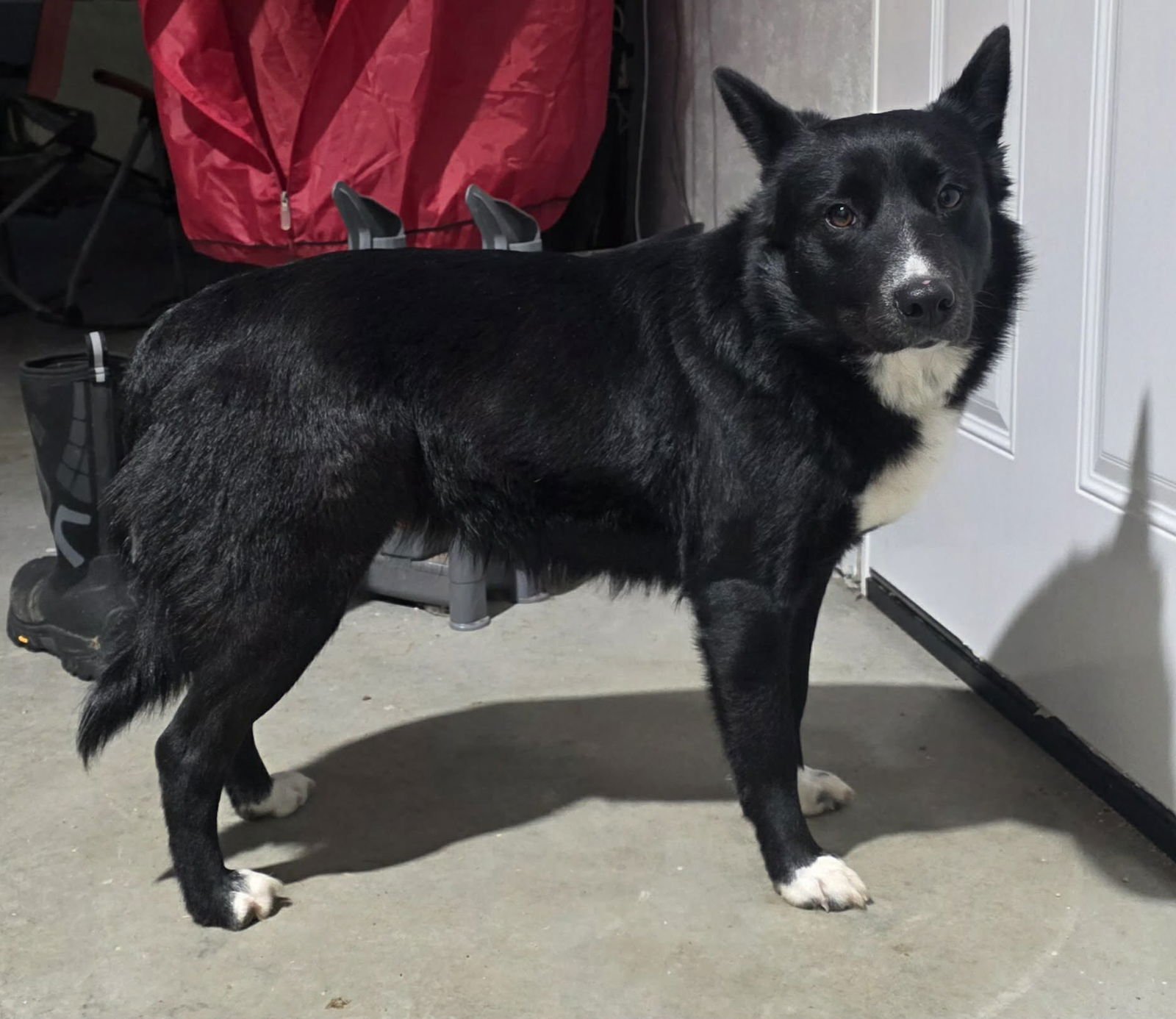 MAGGIE - Border Collie available for adoption