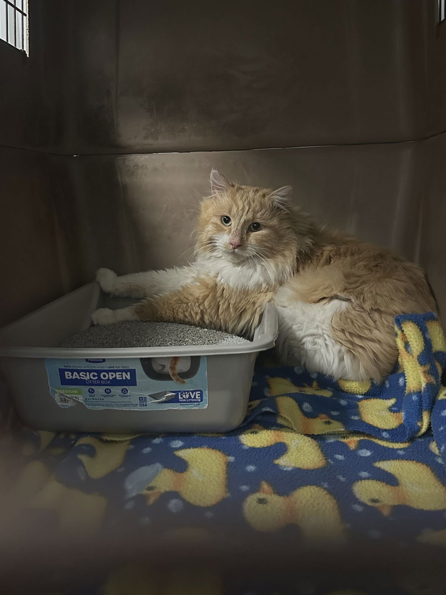 NORTH - Domestic Long Hair available for adoption