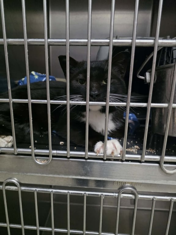 Mark aka Mr. Marks Image