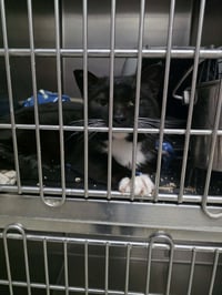 Mark aka Mr. Marks - Photo 1