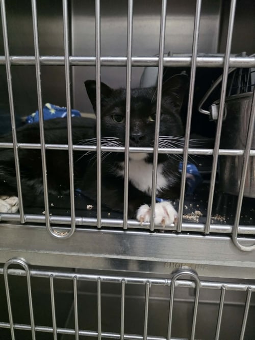 MARK AKA MR. MARKS - Domestic Short Hair available for adoption