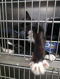 Mark aka Mr. Marks - Photo 2