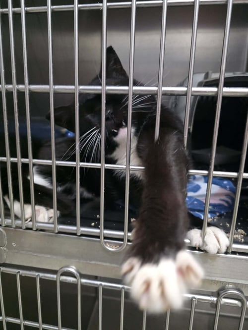 MARK AKA MR. MARKS - Domestic Short Hair available for adoption