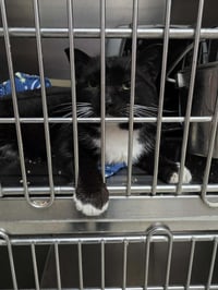 Mark aka Mr. Marks - Photo 3