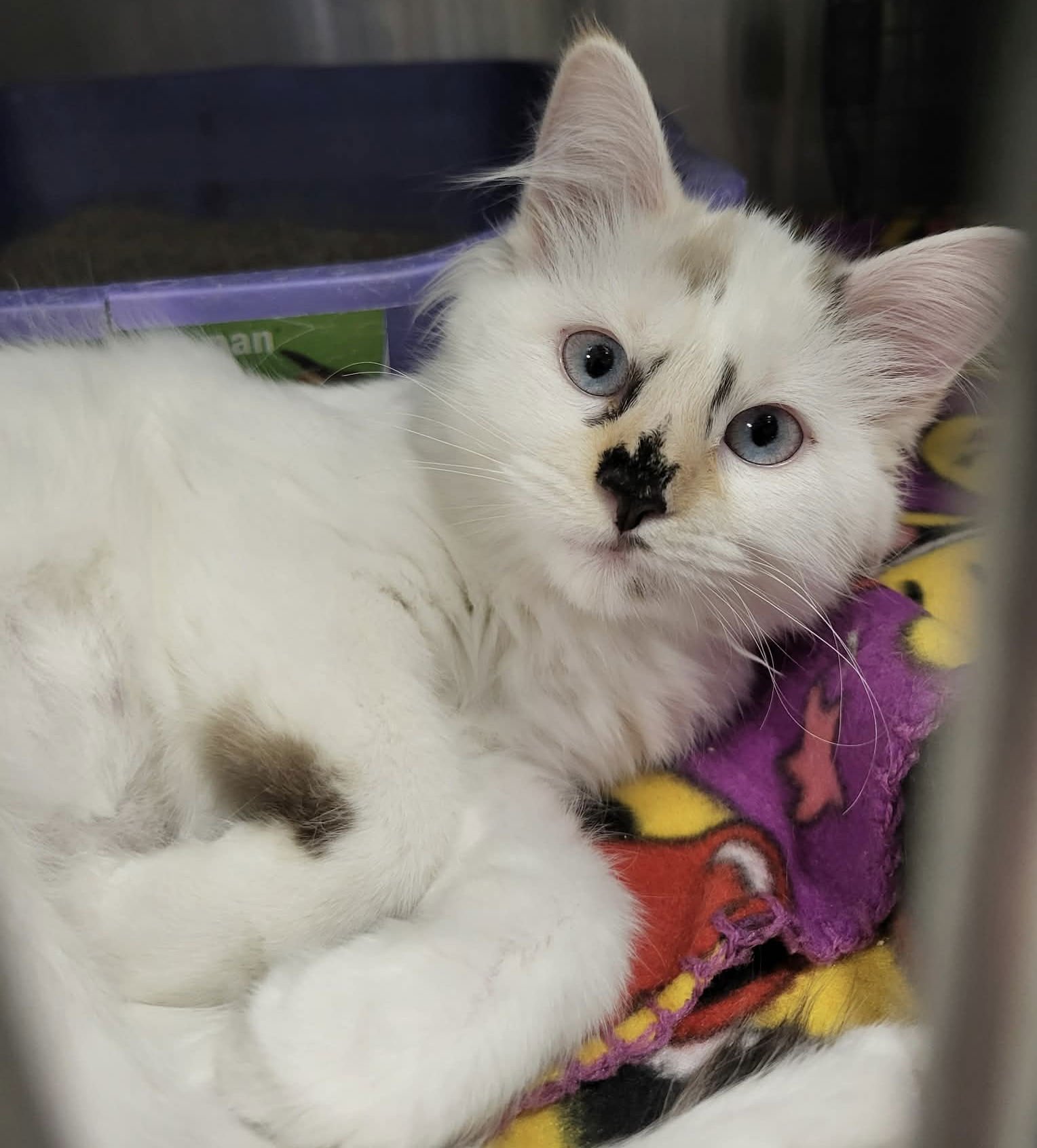 FERDINANDA - Domestic Long Hair available for adoption