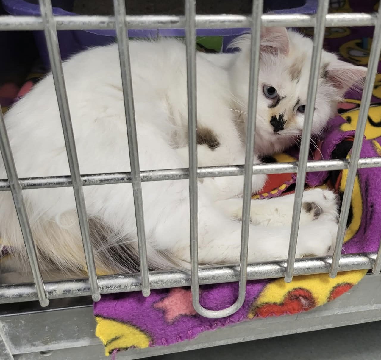 FERDINANDA - Domestic Long Hair available for adoption