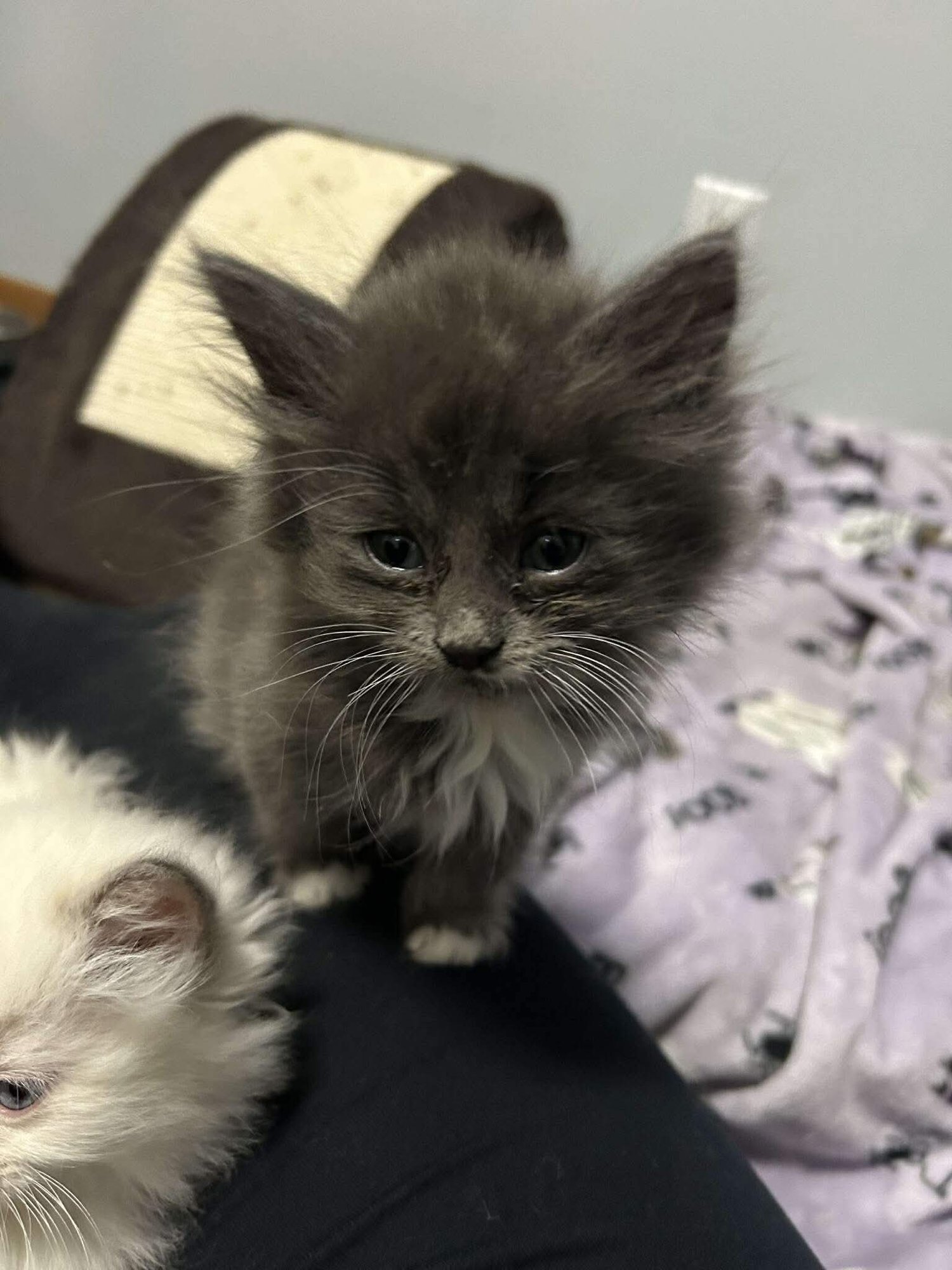 NESSA - Domestic Medium Hair available for adoption