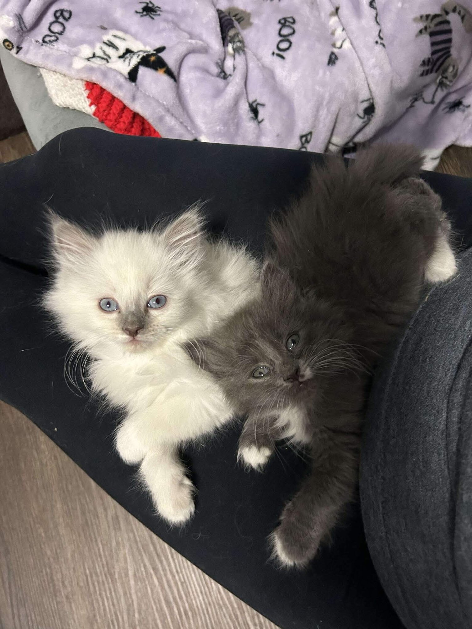 NESSA - Domestic Medium Hair available for adoption