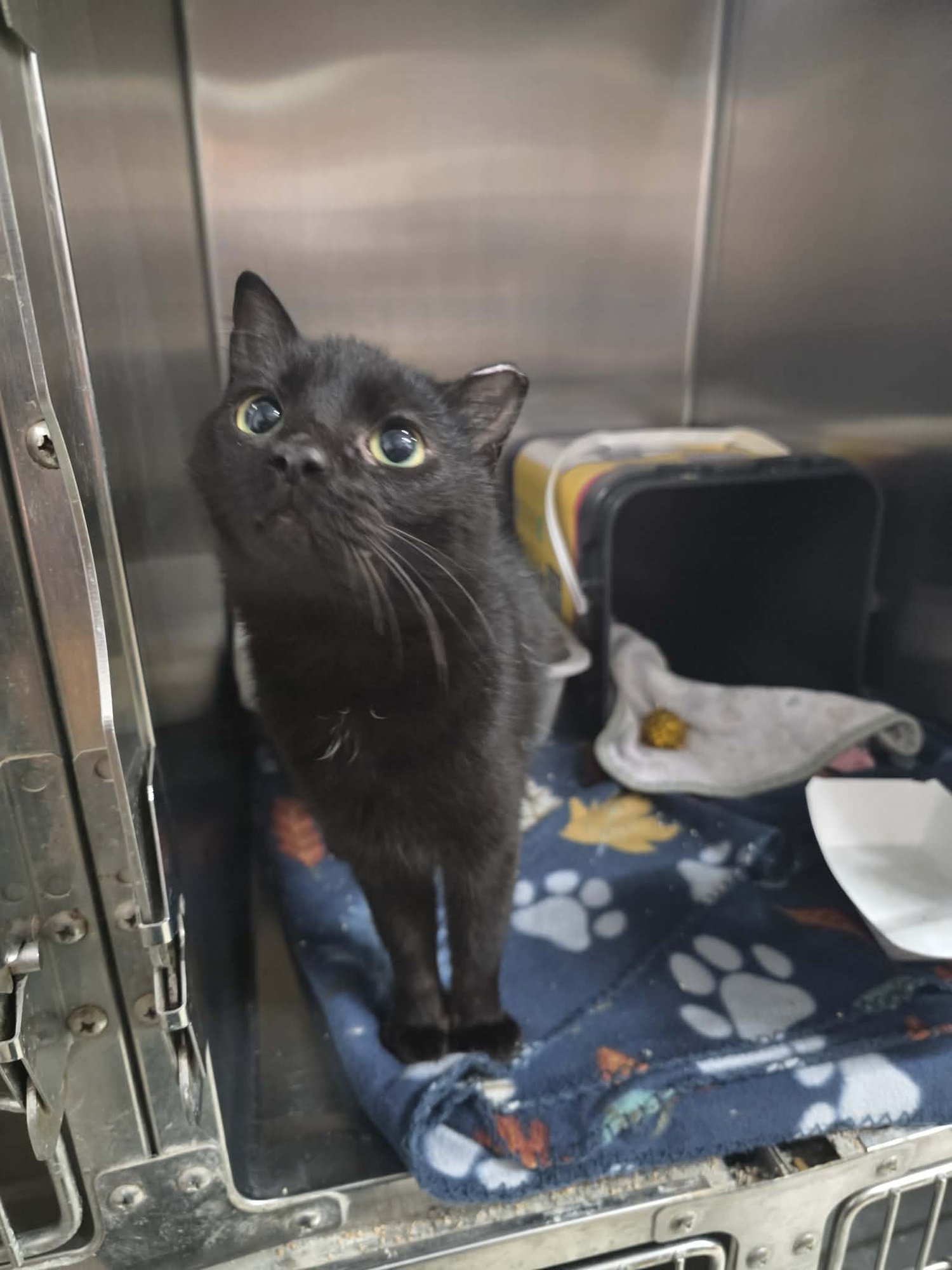 BRAMA - Domestic Short Hair available for adoption