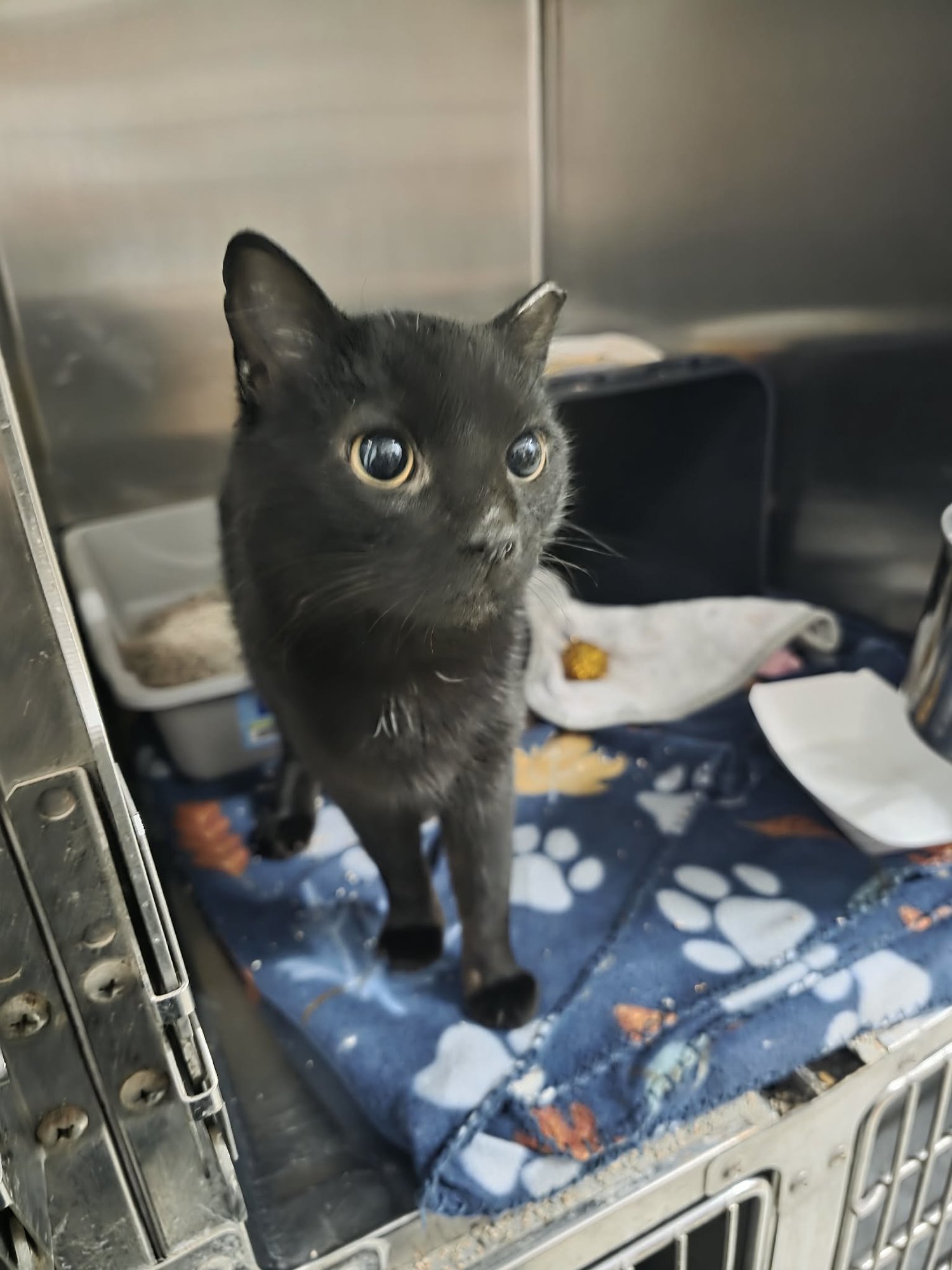 BRAMA - Domestic Short Hair available for adoption