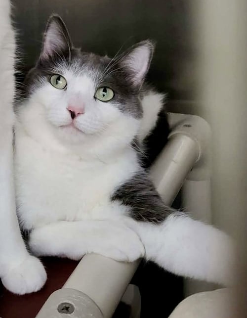 EMMETT (BONDED W/FURBY) - Domestic Short Hair available for adoption