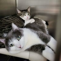 Emmett (Bonded w/Furby) - Photo 2