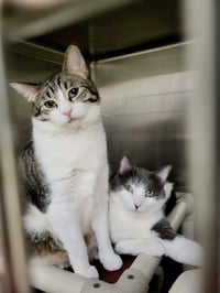 Emmett (Bonded w/Furby) - Photo 3