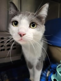 Emmett (Bonded w/Furby) - Photo 4