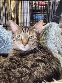 Meryl (Bonded w/Pierce) - Photo 1