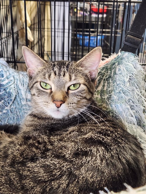 MERYL (BONDED W/PIERCE) - Domestic Short Hair available for adoption