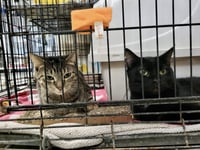 Meryl (Bonded w/Pierce) - Photo 2