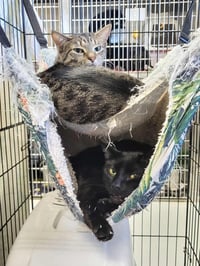 Meryl (Bonded w/Pierce) - Photo 3