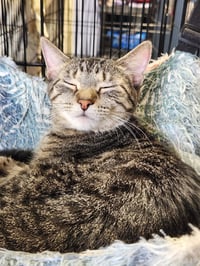 Meryl (Bonded w/Pierce) - Photo 4