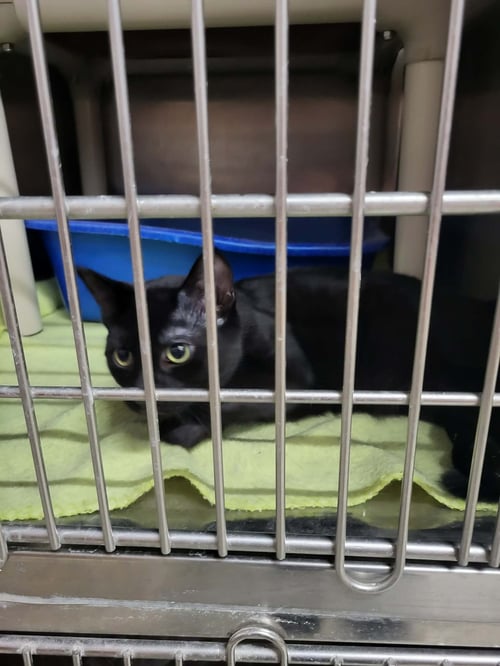 DERRY - Domestic Short Hair available for adoption