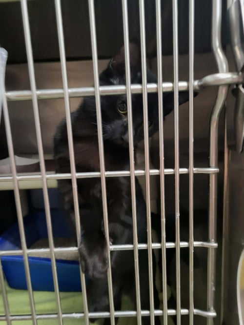 DERRY - Domestic Short Hair available for adoption