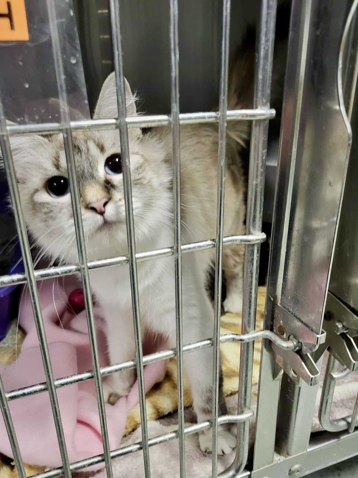 ZEPHYR - Siamese available for adoption