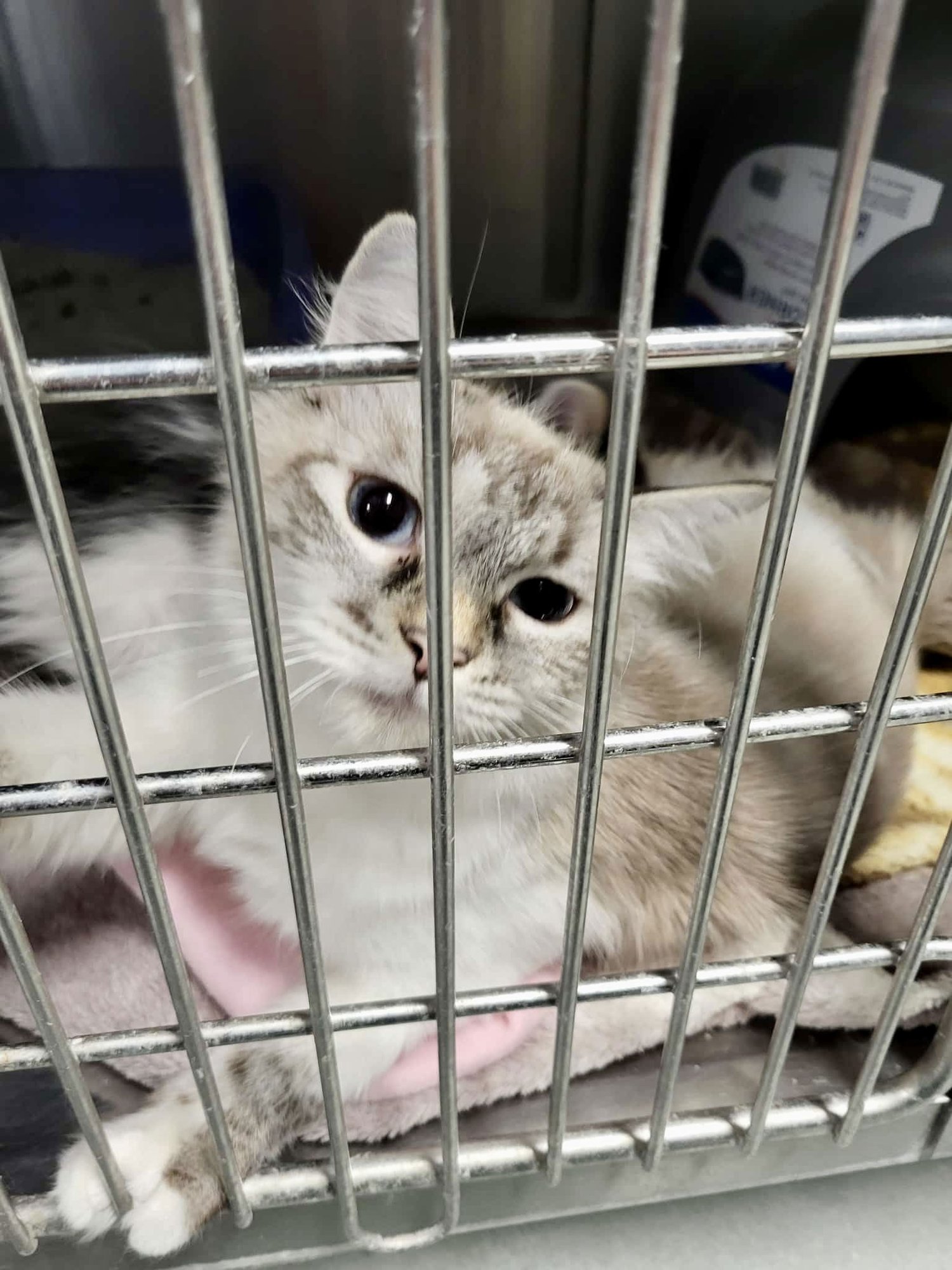 ZEPHYR - Siamese available for adoption